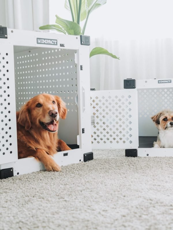 pexels-impact-dog-crates-1789722873-28380667